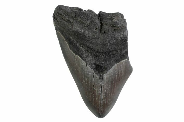Partial Megalodon Tooth - South Carolina #359115